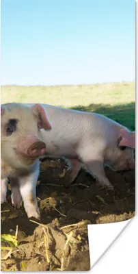Produktbild von MuchoWow® Poster Schweine - Tiere - Landschaft 20x40 cm - Plakat - Foto