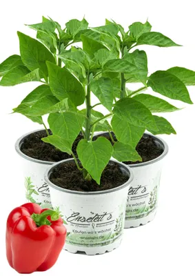 Produktbild von Enseleits 3er Set Rote Blockpaprika "Indired F1" im 12cm Topf, frische Paprika Pflanze, Paprikapflanzen F1 Sorten