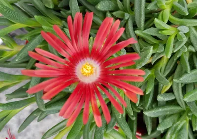 Image de Delosperma dyeri 'Red Mountain' / Pourpier vivace