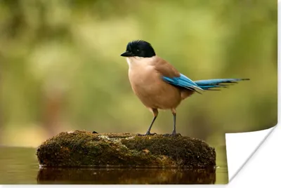 Produktbild von MuchoWow® Poster Elster - Vogel - Moos 60x40 cm - Schlafzimmerdekoration