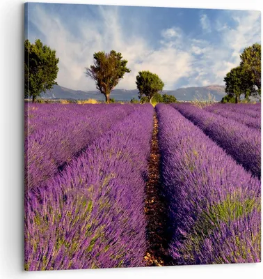 Produktbild von Bild auf Leinwand - Leinwandbild - Landschaft Wiese Pflanzen - 60x60cm - Wand Bild - Wanddeko - Leinwanddruck - Bilder - Kunstdruck - Wanddekoration - Leinwand bilder - Wandkunst - AC60x60-0128