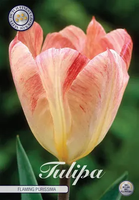 Artikelbild 2 von 'Tulpe Flaming Purissima (10 Stück)' aus der Kategorie Tulpenzwiebeln