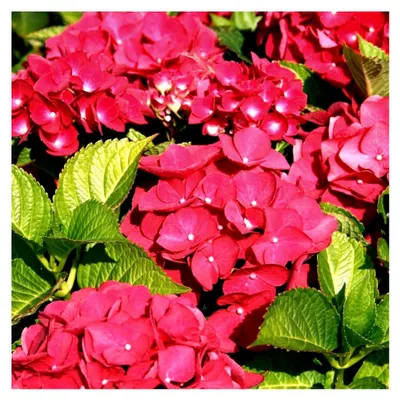 Produktbild von 1 X Hydrangea Macrophylla 'Teller Red' Laubabwerfender Strauch Robuste Pflanze Im Topf
