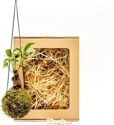 Obrázek produktu pro Gardners Kokedama Ficus microcarpa ginseng (S) v dárkovém balení