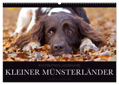 Productafbeelding van Faszination Jagdhund - Kleiner Münsterländer (Wandkalender 2027, formaat DIN A2, liggend), CALVENDO maandkalender