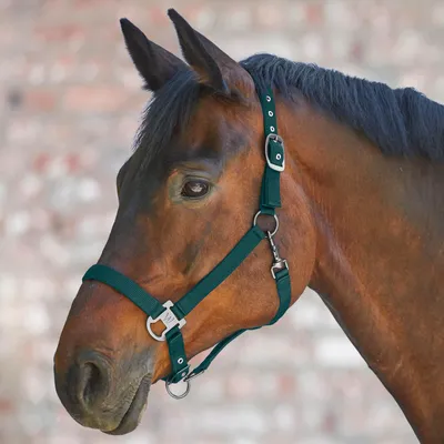 Immagine prodotto di Waldhausen Halter Verde abete scuro VB