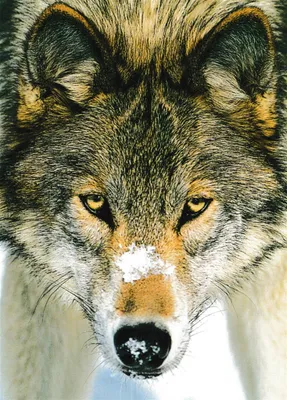 Produktbild von Postkarte "Wolf"