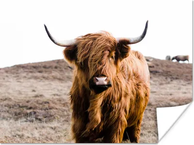 Produktbild von MuchoWow® Poster Schottische Highlander - Landschaft - Kuh - Braun - Tiere - Natur 160x120 cm - Foto Plakat