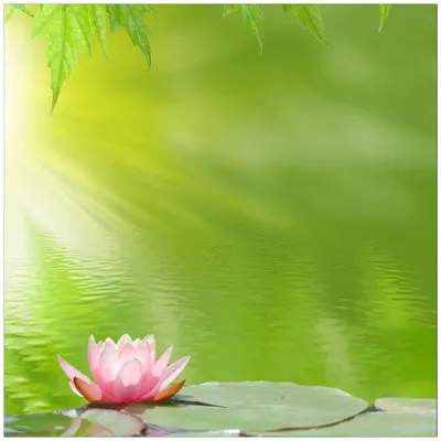 Produktbild von Wallario Möbeldesign / Aufkleber, geeignet für Ikea Lack Tisch - Seerose auf dem Wasser in 55 x 55 cm