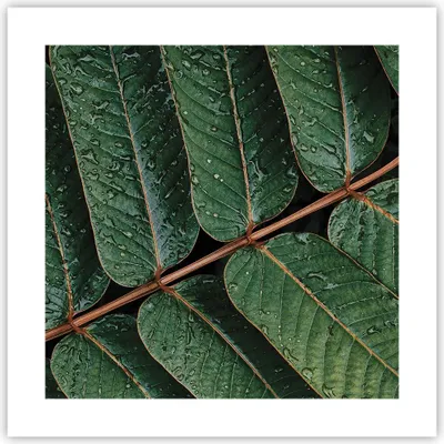 Produktbild von Poster - Poster ohne Rahmen - Tropfen Wasser Blätter - 40x40 cm - Wand Bild - Wanddeko - Wandbilder - Kunstposter - Wandposter - Bilder - Kunstdruck - Wanddekoration - Wandbild - P2XAC40x40-4328