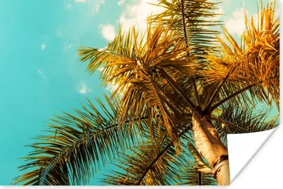 Produktbild von MuchoWow® Poster Palme - Sommer - Tropisch 60x40 cm - Schlafzimmerdekoration