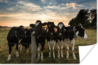 Produktbild von MuchoWow® Poster Kühe - Tiere - Bauernhof 180x120 cm - Fotoplakat