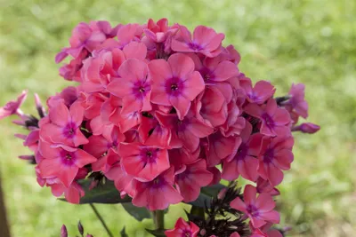 Produktbild von Phlox paniculata 'Pink Flame', Flammenblume, rosa, ca. 11x11 cm Topf