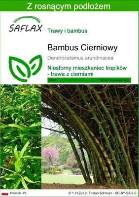 Zdjęcie produktu dla SAFLAX - Bambus Cierniowy - 50 Nasiona - Z podłożem uprawowym wolnym od zarazków - Dendrocalamus arundinacea