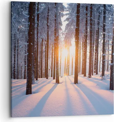 Produktbild von Bild auf Leinwand - Leinwandbild - Wald Winter Schnee - 70x70cm - Wand Bild - Wanddeko - Wandbilder - Leinwanddruck - Bilder - Kunstdruck - Wanddekoration - Leinwand bilder - Wandkunst - AC70x70-3629
