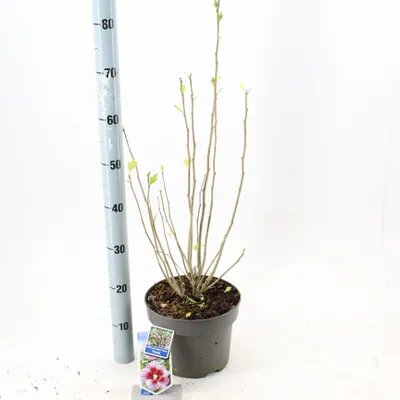 Produktbild von Hibiscus syriacus Flower Tower Purple ('Gandini Santiago'PBR) - Garteneibisch | 60-70 cm im Topf