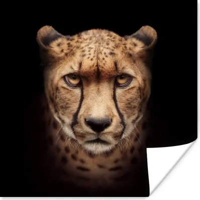 Produktbild von MuchoWow® Poster Gepard - Tiere - Schwarz 30x30 cm - Wandposter - Printing
