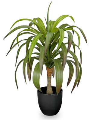 Image de Plante artificielle de 56 cm de haut (bonsaï yucca), grande plante en pot artificielle, arbre artificiel pour l'intérieur et l'extérieur, décoration moderne pour la salle de bains, le salon, la chambre à coucher et le balcon.
