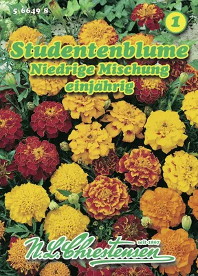 Produktbild von Studentenblume Niedrige Mischung  | Studentenblumensamen von N.L. Chrestensen