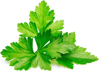 Image de Click & Grow Click & Grow Cilantro/Coriander 3 pc(s) Refill