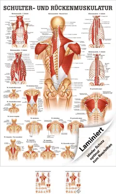 Produktbild von Schulter- und Rückenmuskulatur Poster Anatomie 70x50 cm medizinische Lehrmittel