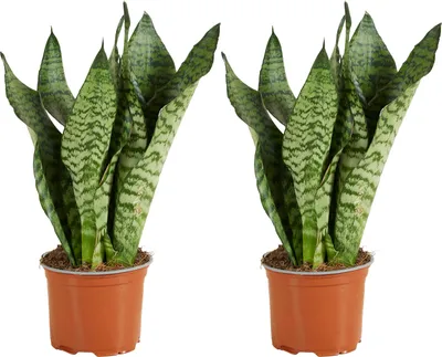 Produktbild von Bloomique - 2er Set - Sansevieria Zeylanica - Bogenhanf - Sukkulenten - Zimmerpflanzen - Sehr Pflegeleicht - Höhe 30-40 cm - Topf 12 cm