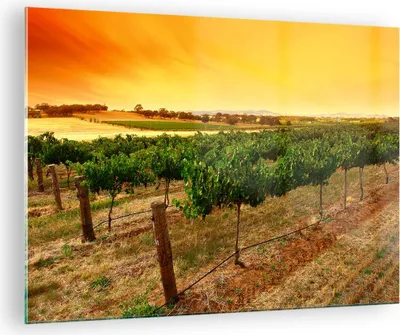 Produktbild von Bilder auf glas - Landschaft Weinberg Sonnenuntergang - 70x50cm - Glasbilder - Wandbilder - Kunstdruck - Wanddekoration aus Glas - Glas Bilder - Wandbild auf Glas - GAA70x50-0116