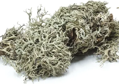 Immagine prodotto di BioGrey Flechten 25g