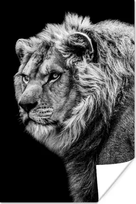Produktbild von MuchoWow® Poster Löwe - Porträt - Wildtiere - Schwarz - Weiß 40x60 cm - Plakate für die Wand - Poster Babyzimmer