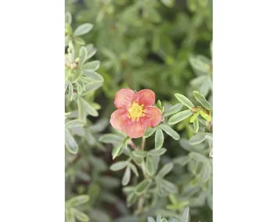 Produktbild von Fünffingerstrauch FloraSelf Potentilla fruticosa 'Red Lady' H 30-40 cm Co 4,5 L