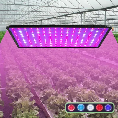 A grow light illuminating rows of lettuce in a greenhouse.