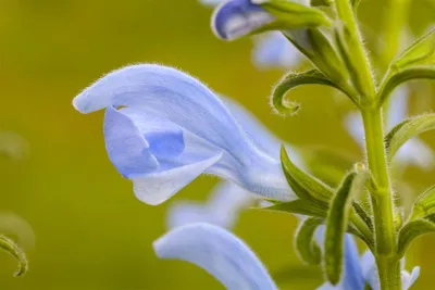Produktbild von Salvia pratensis, Wiesensalbei, violett, ca. 9x9 cm Topf
