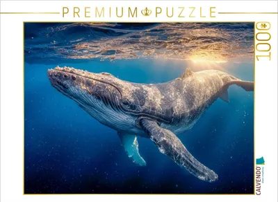 Produktbild von CALVENDO Puzzle Der Schlaf unter Wasser | 1000 Teile Lege-Größe 64x48cm Foto-Puzzle für glückliche Stunden