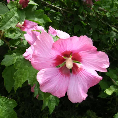 Produktbild von 2 x Garteneibisch - Hibiscus syriacus 'Woodbridge' | 40-60 cm in Container