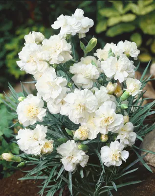 Produktbild von Dianthus plumarius 'Albus Plenus', Federnelke, weiß, ca. 9x9 cm Topf