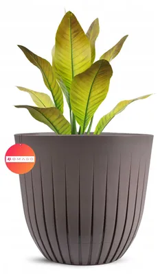 Produktbild von OMAGO Blumentopf rund beige 26 cm mit Untersetzer