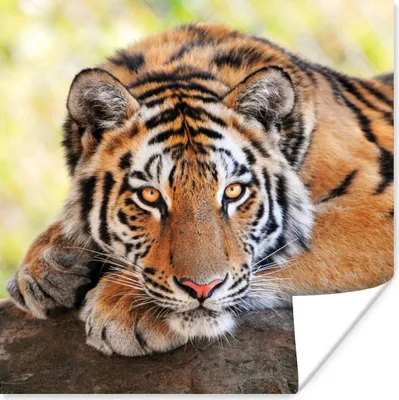 Produktbild von MuchoWow® Poster Tiger - Welpe - Rüssel 100x100 cm - Babyzimmer