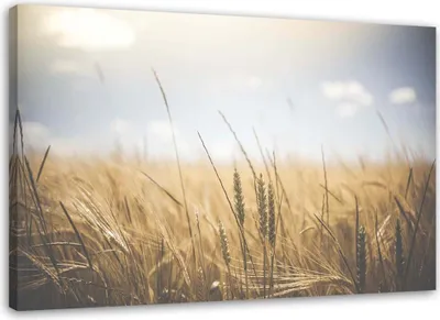 Immagine prodotto di Quadro su tela Grano nel campo 120x80 cm Feeby blu quadro da parete pronto per essere appeso