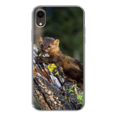 Produktbild von MuchoWow® Handyhülle Schutzhülle Hülle für iPhone XR Marder - Baum - Wald Silikon Softcase Handy Hülle - Schutzdeckel