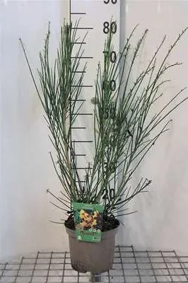 Immagine prodotto di Cytisus (s) 'Andreanus Splendens' - Ginestra 40- 60 cm Contenitore