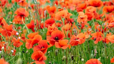Produktbild von Wilder Klatschmohn Samen für Wildwiesen und Bienenweiden, ca. 10000 Samen