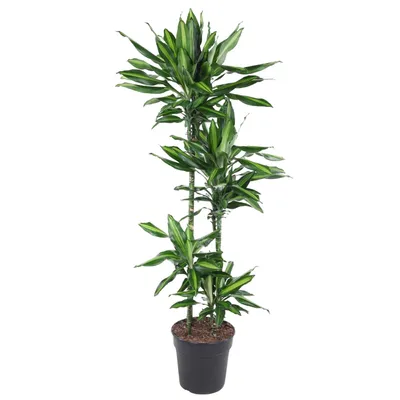 Image de Dracaena Cintho - 150 cm - Ø27