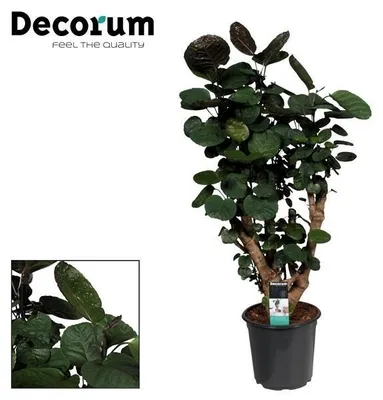 Immagine prodotto di Poliscia Fabian - 85-95cm - Ø21cm - Pianta d'appartamento - Sempreverde