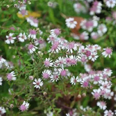 A close-up view of a cluster of small white and pink flowers with green foliage in the background.