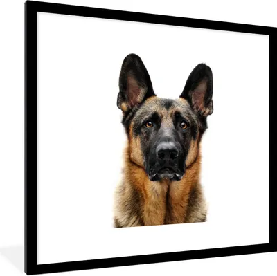 Produktbild von MuchoWow® Gerahmtes Poster Deutscher Schäferhund mit weißem Hintergrund 40x40 cm - Poster mit Schwarzem Bilderrahmen Wandposter Rahmen Foto Bilder - Poster - Plakat im Rahmen