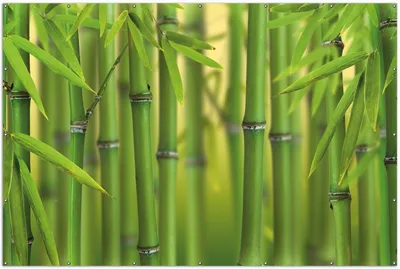 Produktbild von Wallario XXL Outdoor-Poster für Garten oder Balkon, Motiv Grüner Bambuswald, in ca. 300 x 200 cm