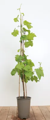 Produktbild von Vitis vinifera 'Isabella', Weinrebe, 80–100 cm, dunkelblau