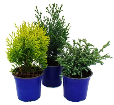 Produktbild von Zwerg-Koniferen-Set mit 3 Pflanzen - kleine Nadelgehölze für Beet und Balkon - im 10,5cm Topf