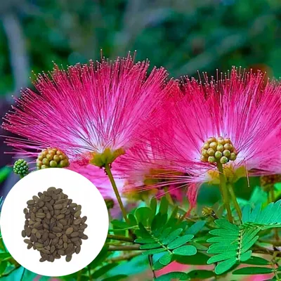 Obrázek produktu pro Semena Albizia Julibrissin Rosea - balení 5 ks - Exotická semena - Mrazuvzdorná - Albízie růžová (odrůda Rosea)