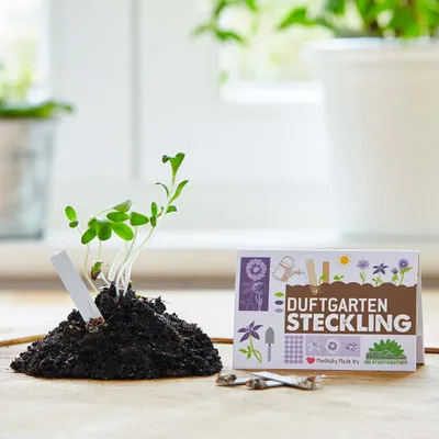 Produktbild von Die Stadtgärtner 'Duftgarten-Steckling' | Saatgut für die Hosentasche | Ideal als Geschenk